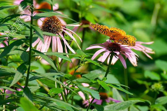 7-23-24 Great Spangled Fritillary