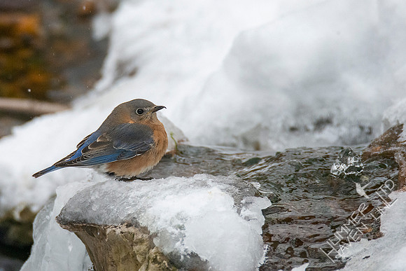 2-17-21 Eastern Bluebird female