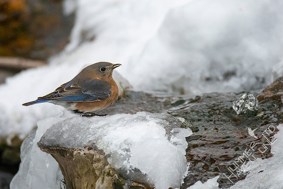2-17-21 Eastern Bluebird female