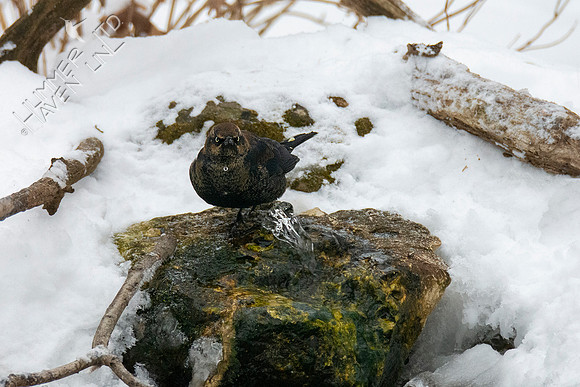2-17-21 Rusty Blackbird