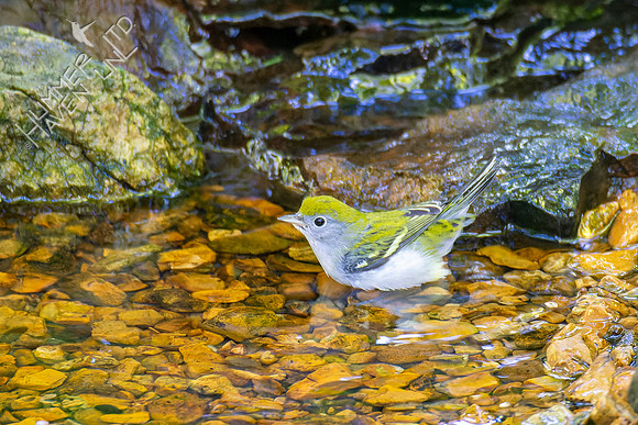 8-21-22 Chestnut-sided Warbler first fall female