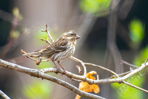 4-7-22 Purple Finch female