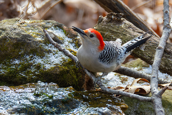 1-28-22 Red-bellied Woodpecker