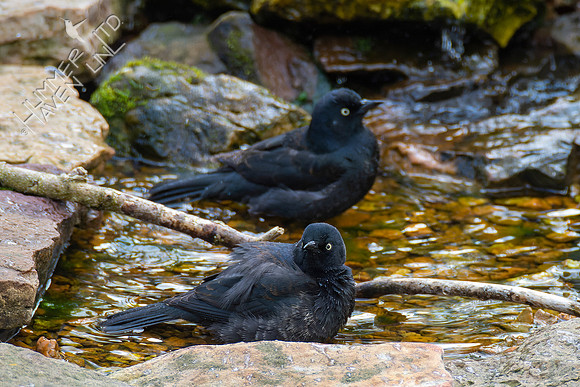 4-22-22 Rusty Blackbirds, 2 of 50, late!