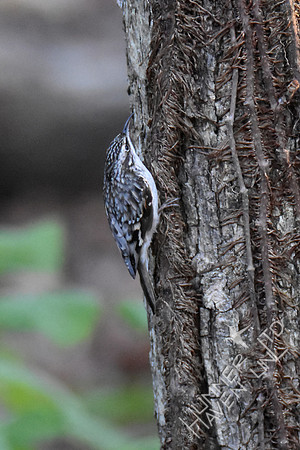 Brown Creeper 10-23-16