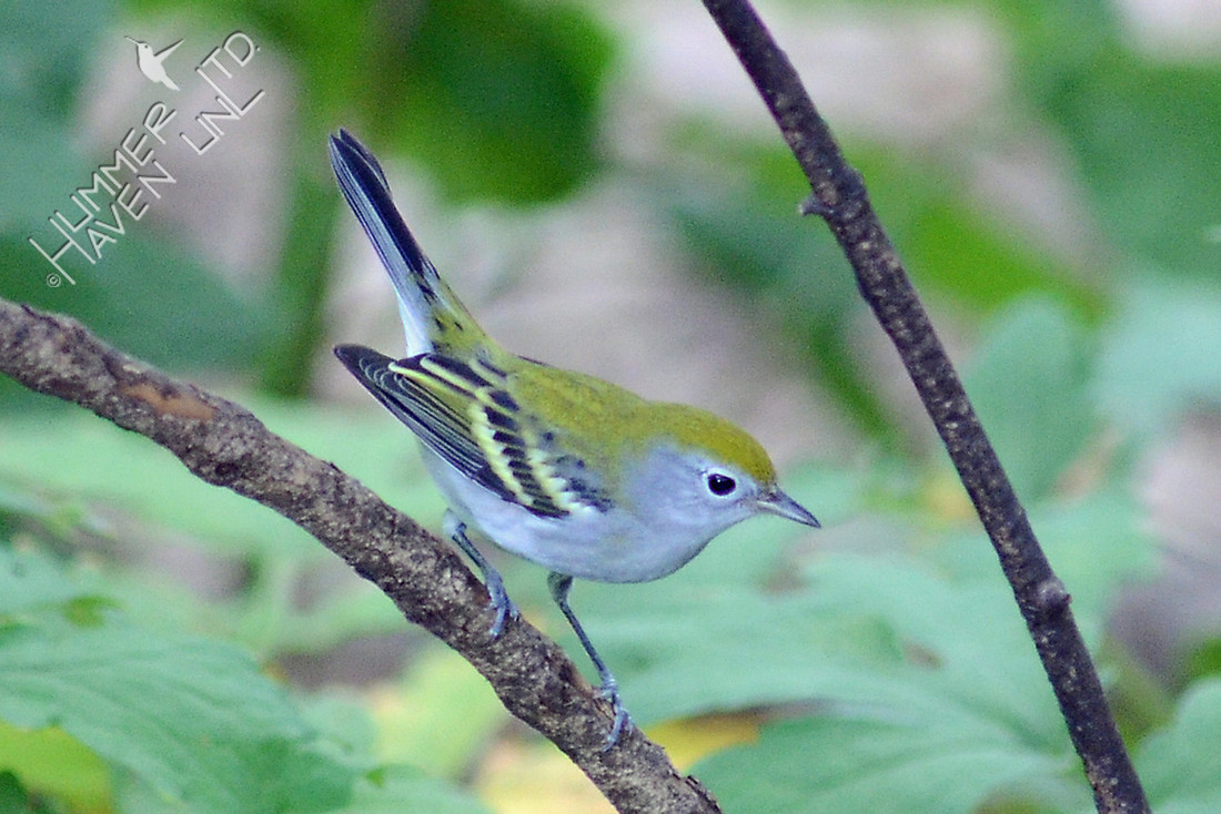 Chestnut-sided Warbler, first fall female (note, no chestnut sides)