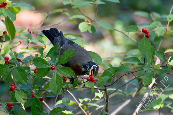 10-5-24 American Robin at Winterberry (Ilex verticillata x Red Sprite)