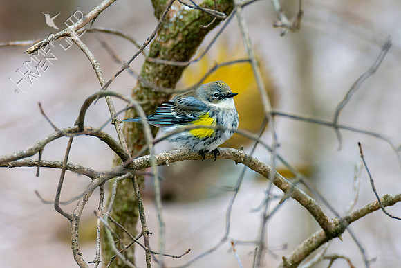 1-28-22 Yellow-rumped Warbler with Northern Flicker in flight