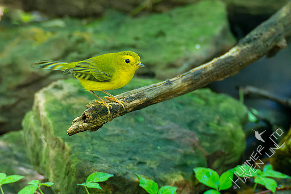 8-31-22 Wilson's Warbler female