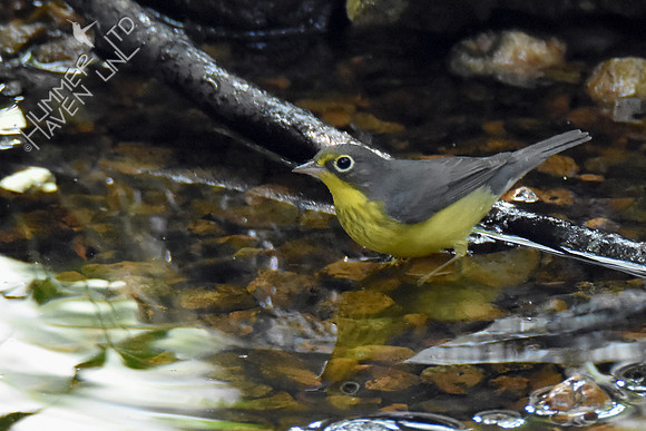 Canada Warbler female 1st year 8-27-16