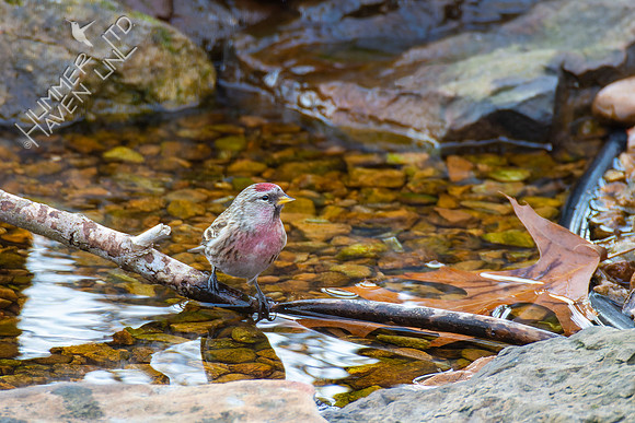 1-30-22 Common Redpoll