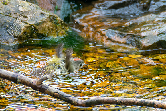 4-12-22 Ruby-crowned Kinglet