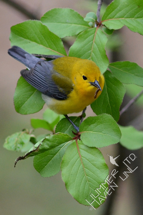 Prothonotary Warbler