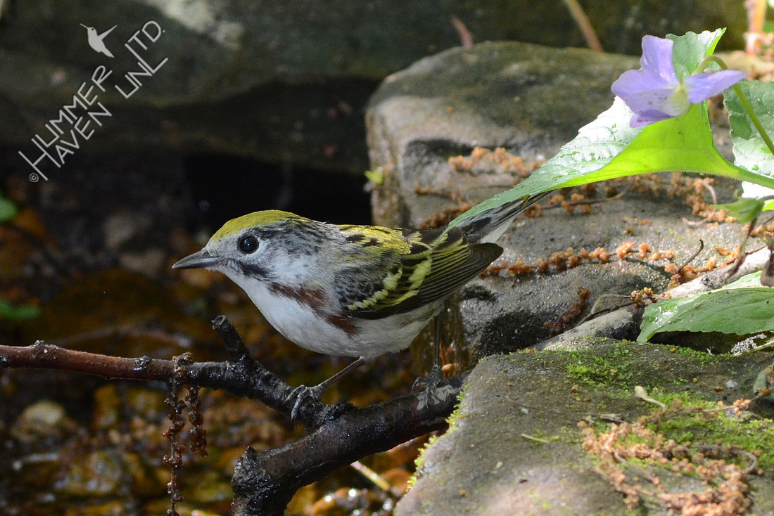 Chestnut-sided Warbler, female