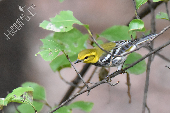 Black-throated Green Warbler 10-2-16