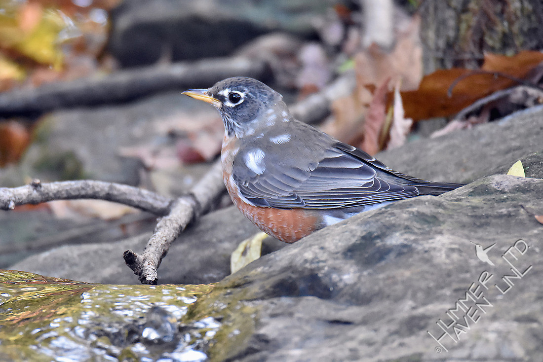 Pied American Robin 10-23-16