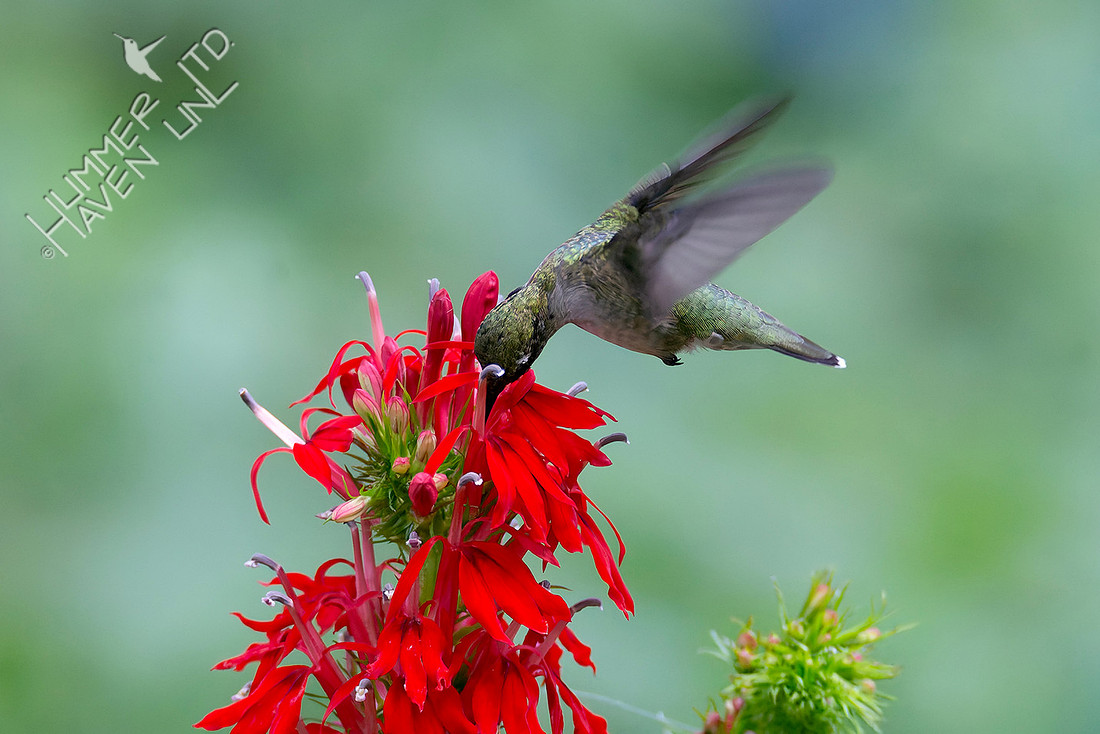 8-4-25 Ruby-throated Hummingbird at Cardinal Flower