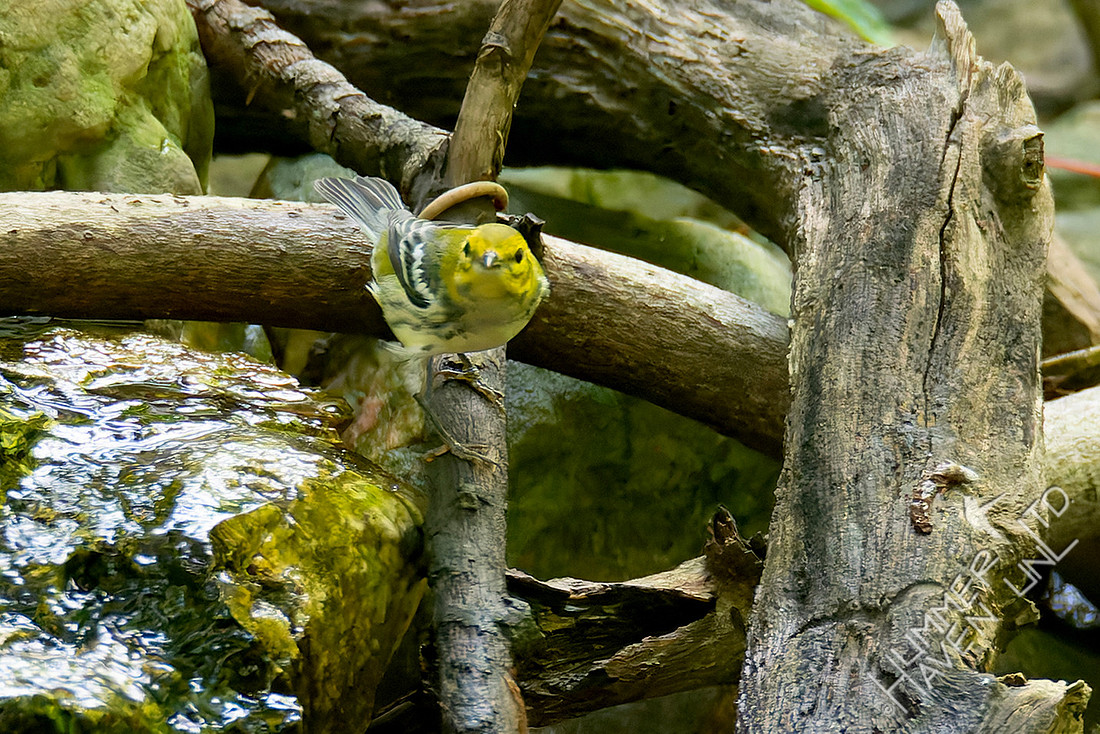 FOS 8-11-25 Black-throated Green Warbler