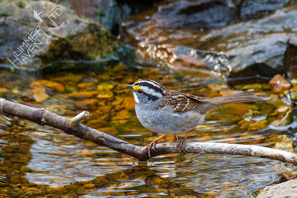 4-15-22 White-throated Sparrow