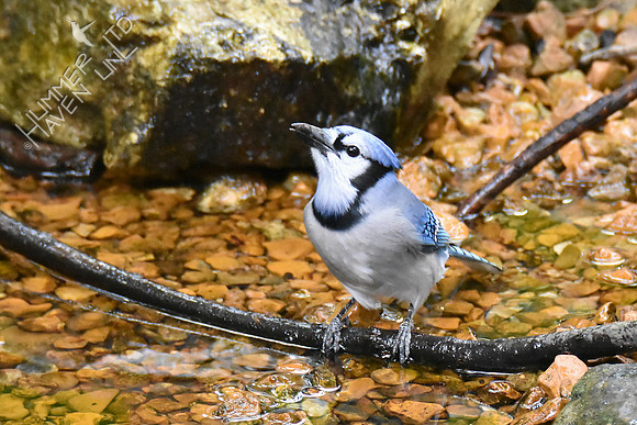 Blue Jay 10-2-16
