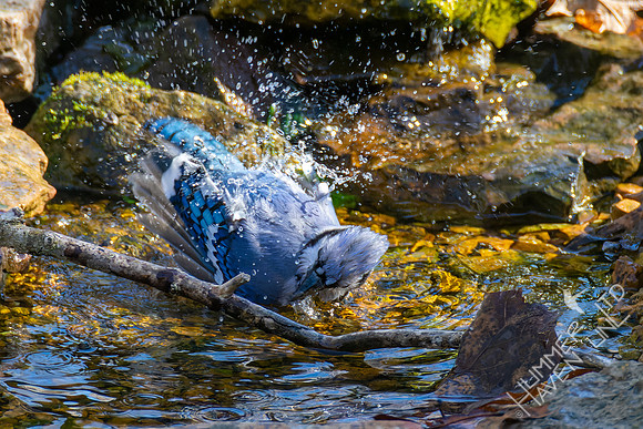 4-9-22 Blue Jay