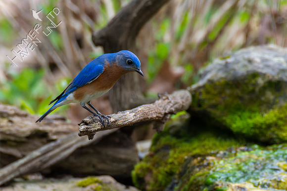4-22-22 Eastern Bluebird