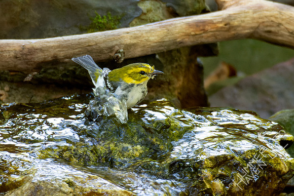 10-5-24 Black-throated Green Warbler