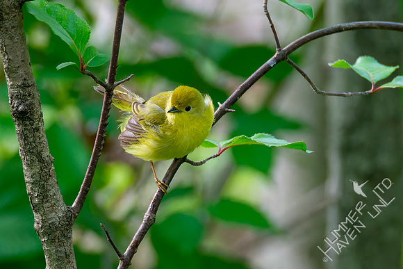 5-9-22 Yellow Warbler female