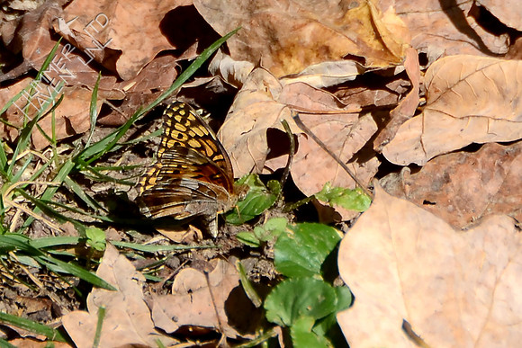 10-23-11 Variegated Fritillary (uncommon) laying eggs on Violets