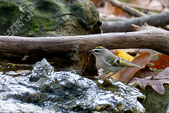 11-6-24 Golden-crowned Kinglet