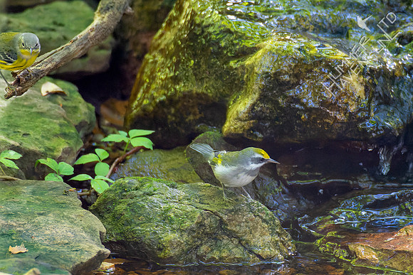 9-22-22 Magnolia Warbler and FOS Golden-winged Warbler female