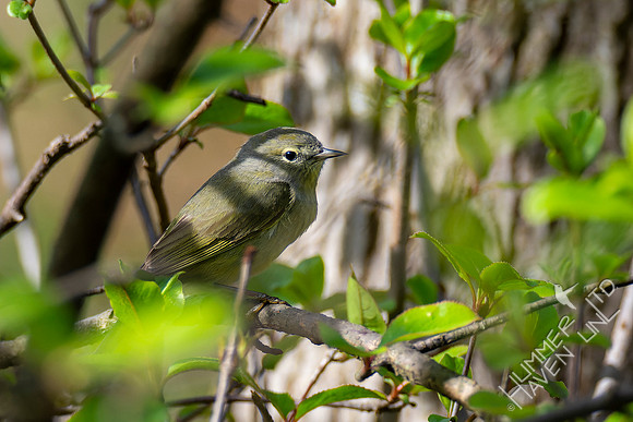 4-23-22 Orange-crowned Warbler in cover of Blackhaw out of the wind