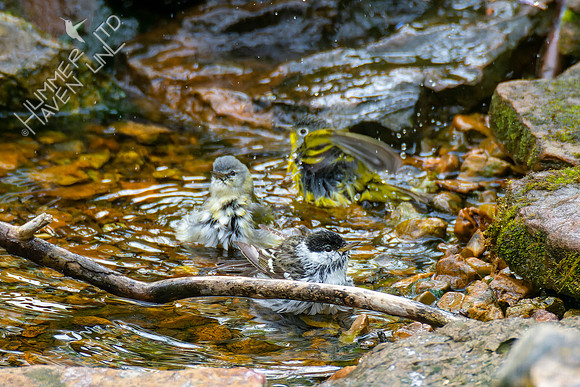 4-24-22 FOY Blackpoll and Tennessee, Nashville Warblers