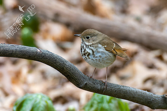 4-7-22 Hermit Thrush