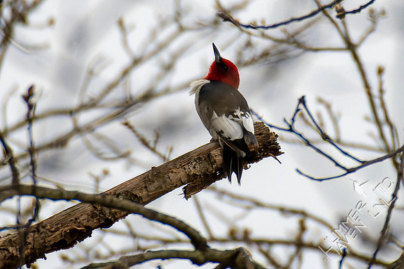 4-13-22 Red-headed Woodpecker juvenile, near adult plumage