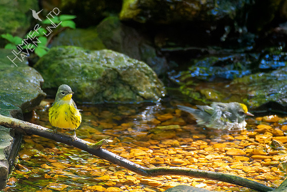 9-22-22 Magnolia Warbler and FOS Golden-winged Warbler female
