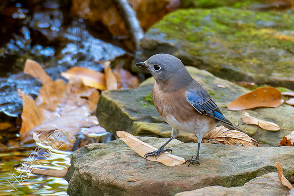 10-26-24 Eastern Bluebird