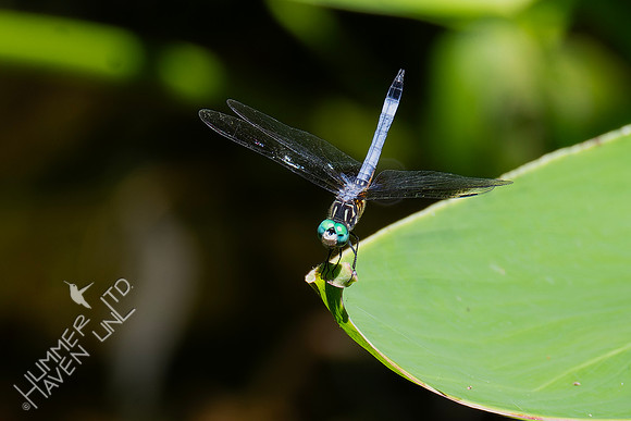 6-27-24 Blue Dasher on Canna