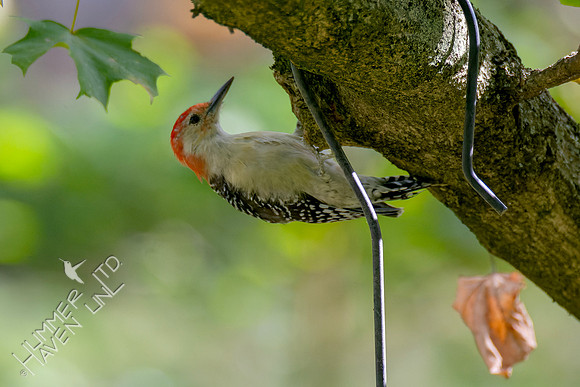 10-14-24 Red-bellied Woodpecker