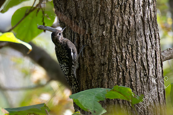 10-24-24 FOS Yellow-bellied Sapsucker immature