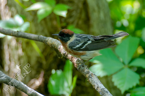 5-9-22 FOY Bay-breasted Warbler