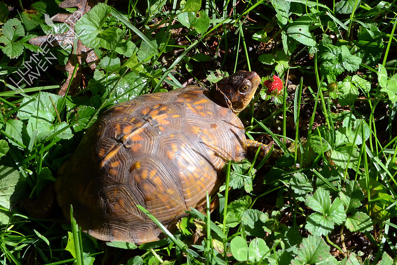 Three-toed Box Turtle, female