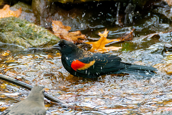 11-14-24 Red-winged Blackbird and American Robin