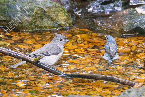 7-25-22 Tufted Titmouse and Northern Parula