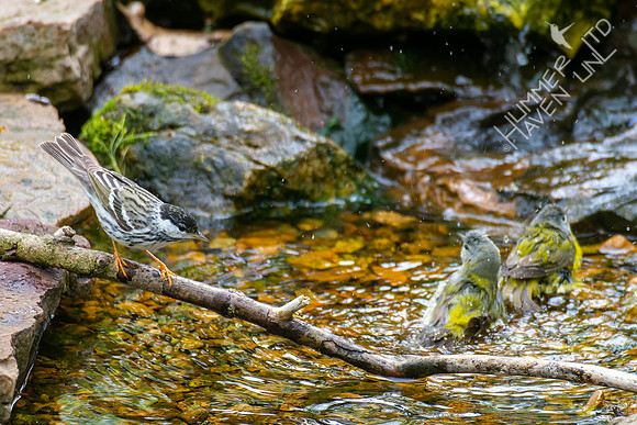 4-24-22 FOY Blackpoll and Tennessee, Nashville Warblers