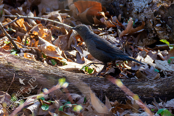 4-9-22 Rusty Blackbird