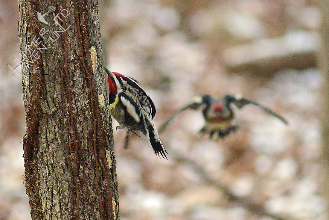 2 Yellow-bellied Sapsuckers