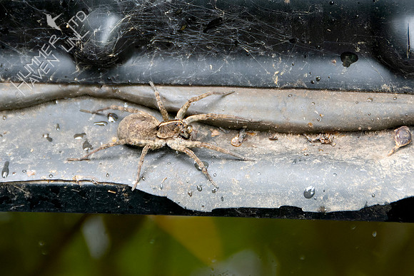 6-30-24 Georgia Wolf Spider 2"