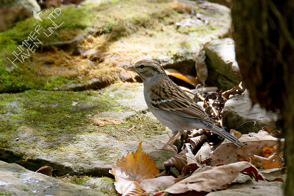 10-14-24 Chipping Sparrow immature
