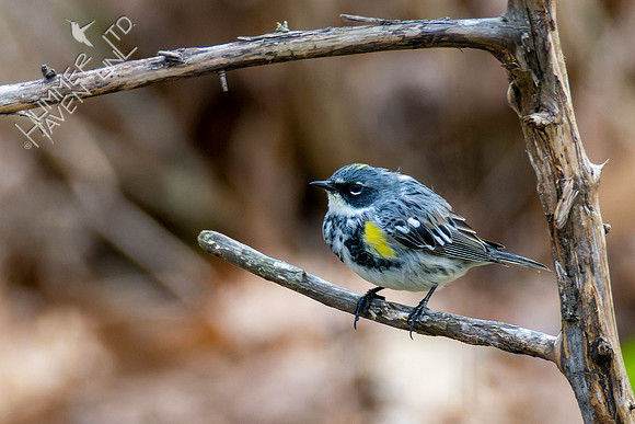 4-7-22 Yellow-rumped Warbler